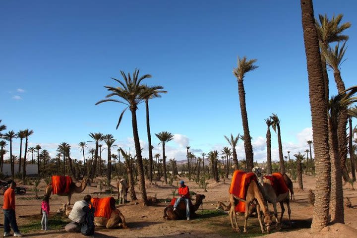 Sunset Camel Riding in the Palm Grove of Marrakech with pickup-drop off image