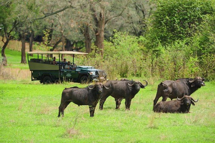 Chobe Full Day Trip image