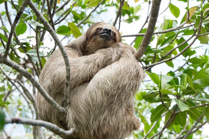 Monkeys and Sloth Hang Out with Island Tour in Roatan image