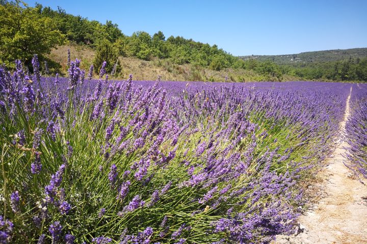 Provence Lavender Half-Day Tour from Aix – Small Group image