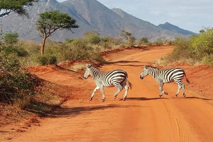 8 days Kenya lodge safari image