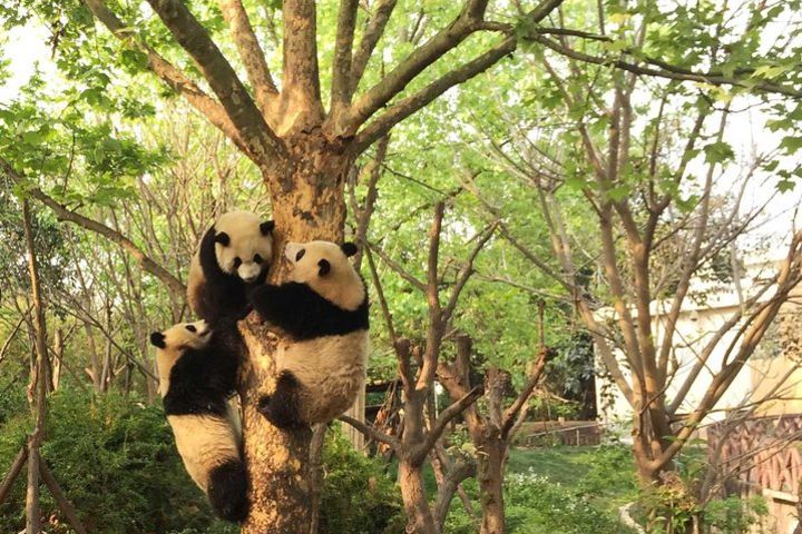 Private Tour of Chengdu Panda Center and Leshan Giant Buddha image