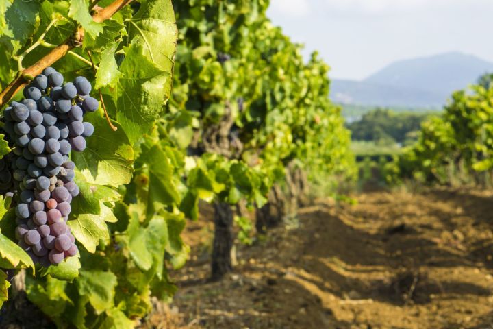 Cassis, Boat Ride, Provence Wines Day Trip from Aix (shared) image