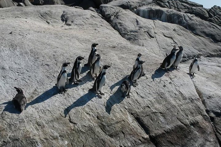 Penguins Island in Cachagua Beach And Valparaiso (FROM SANTIAGO PRIVATE TOUR) image