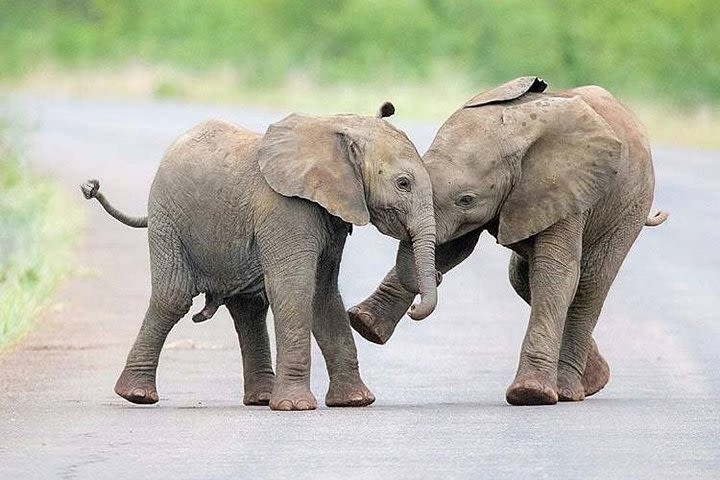 Day trip in Tarangire National Park image