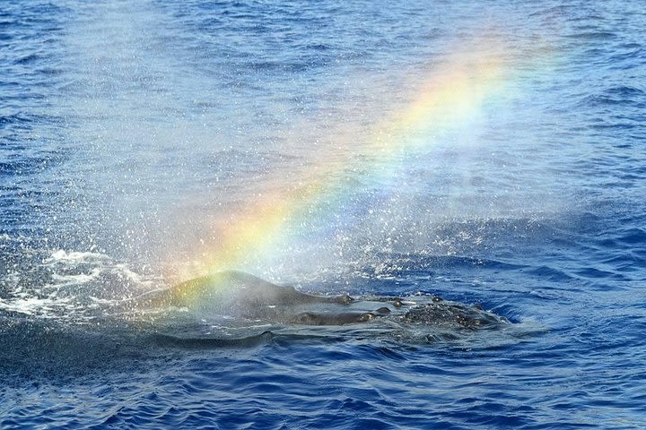 West Oahu Whale-Watching Excursion image