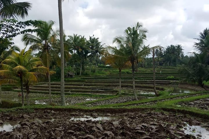 4 Hours Ancient Village & Cultural Landscape of Bali Trek image