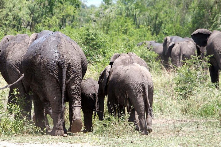 Bwindi impenetrable Kenya Tanzania Gorilla Safari 14 days 13 nights image