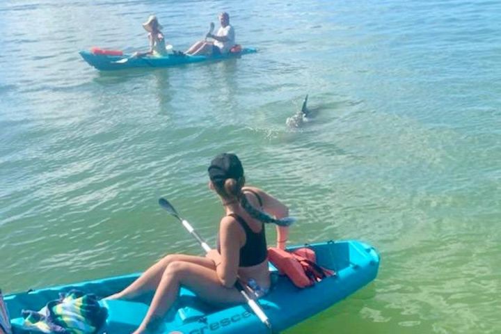 Dolphin and Manatee Kayak Tour image