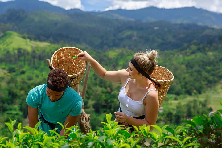 Uva Halpewatte Tea Factory Tour in Ella Sri Lanka image