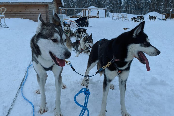 One Hour Husky Safari image