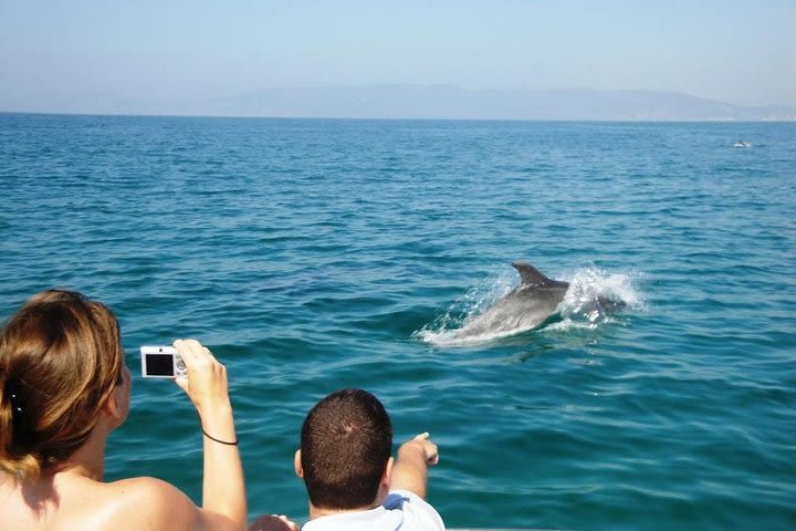 Dolphin Watching + 4 Islands Tour - From Faro image