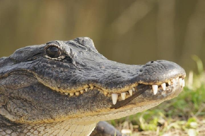 Everglades Adventure Air boat Tour and Show with Bus Transportation image