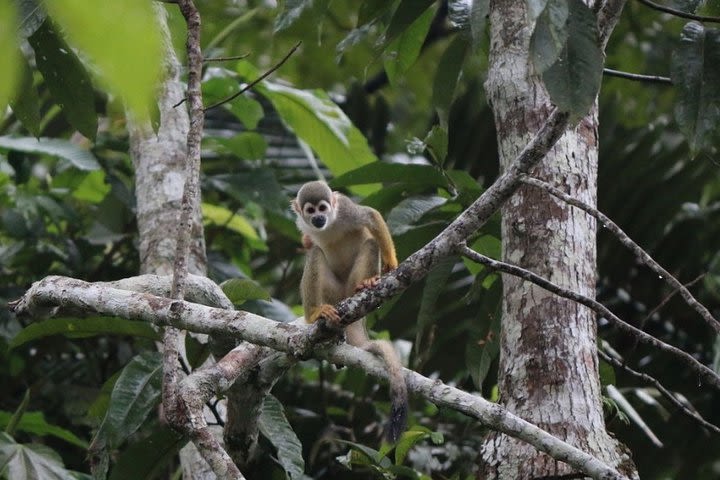 11 Day Luxury Nature Ecuador Holiday image