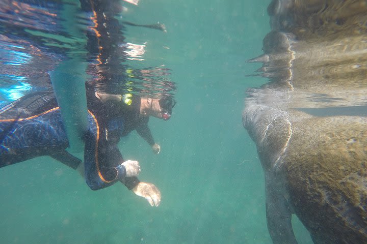 Small group Manatee snorkeling tour with in water guide image