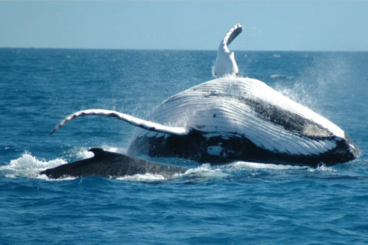 Cayo Levantado and Samaná Bay Whale Watching Adventure image
