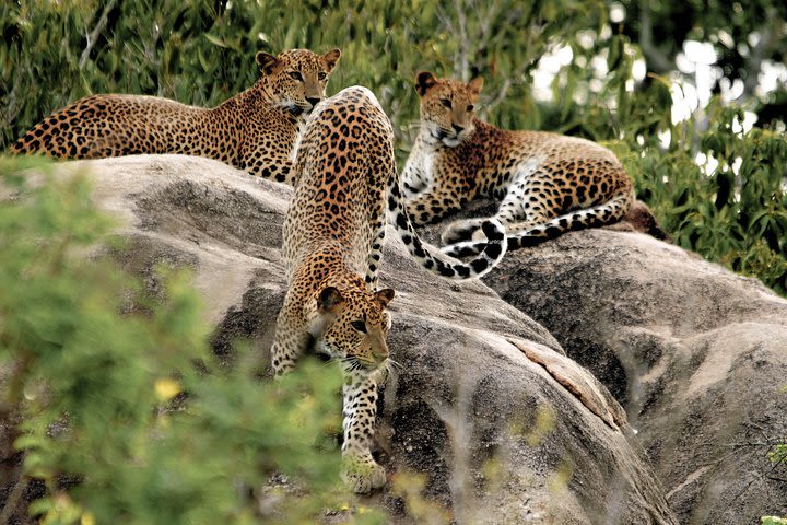 Yala National Park Safari from Tissamaharama image