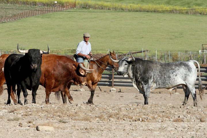 Private Visit to Brave Bull's Ranch & Visit to Jerez de la Frontera from Malaga image