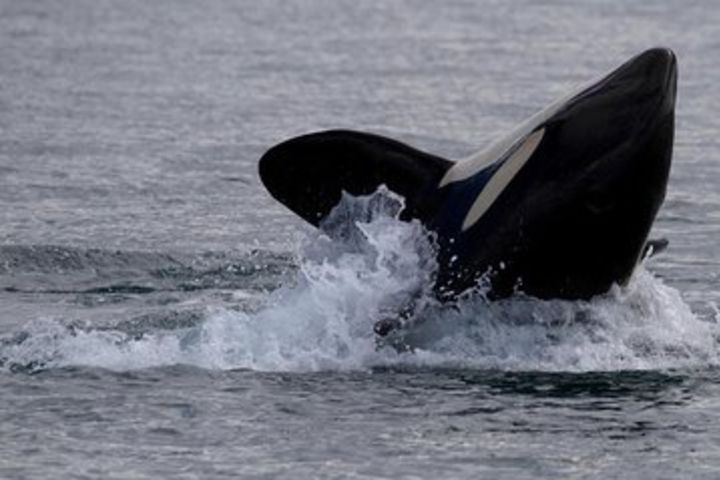 Marine Wildlife Tour with Expert Guides image