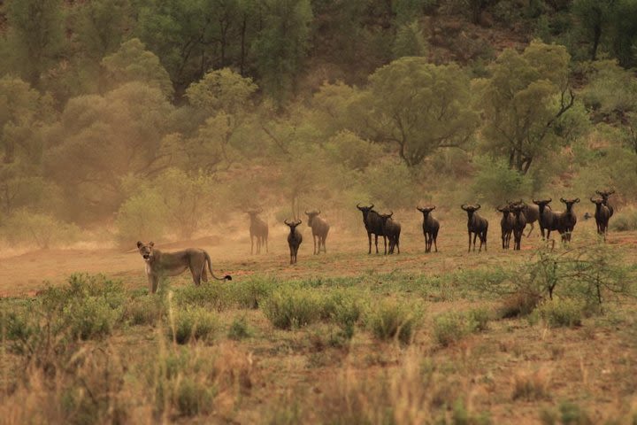 Kruger National Park Private Full-Day Safari - Private Safari Vehicle & Guide image