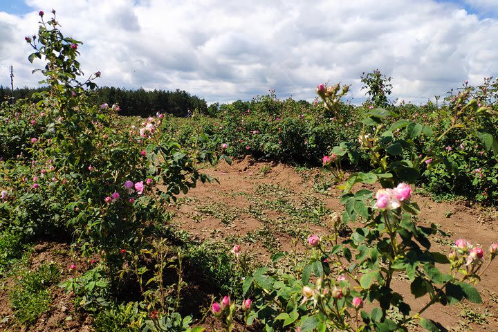 Private VIP Access Rose Festival Kazanlak image