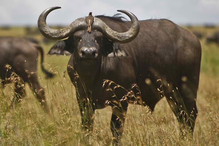 2 Day Safari Isimangaliso Wetland Park & Hluhluwe Imfolozi from Durban image