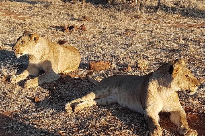 Chobe Safari Game Viewing from Victoria Falls  image