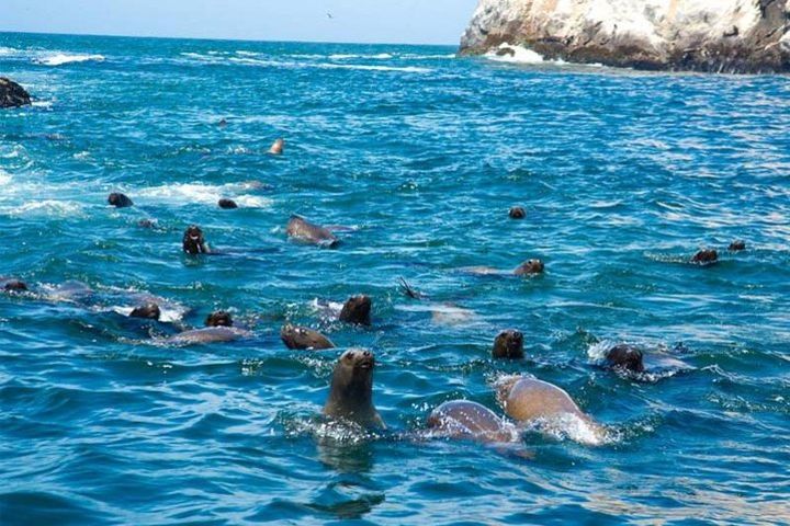 Swimming With Sea Lions At Palomino Island image