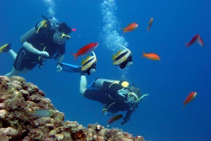 Discover Scuba Diving in Kusadasi From Kusadasi / Selcuk Hotels image