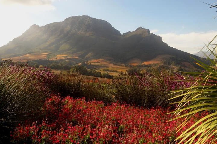 Cape Winelands Stellenbosch private Morning Tour image