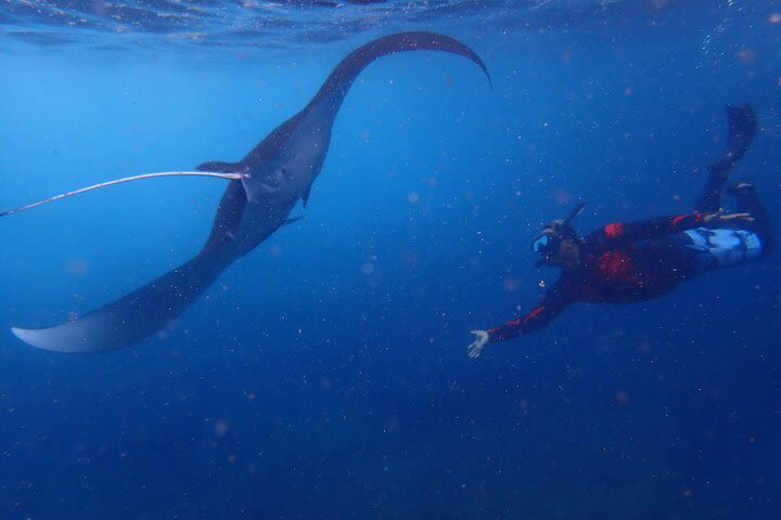 From Bali: Hunting Manta Rays in Nusa Penida and lembongan island image