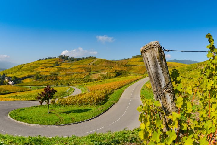 Alsace Wine Tour Full Day Trip From Colmar (Shared) image
