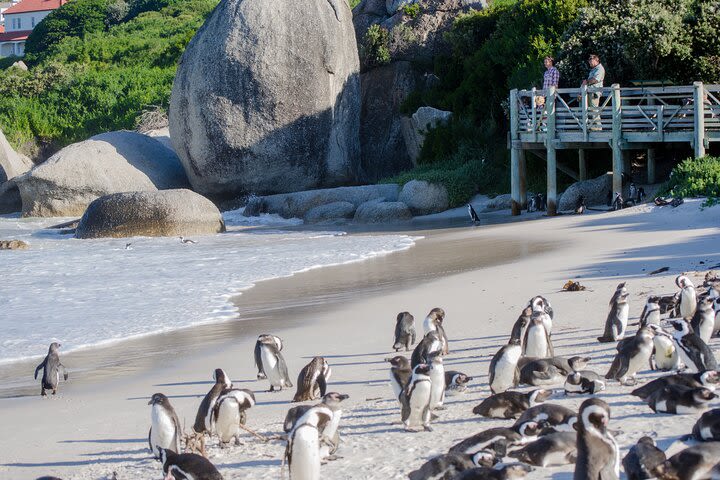 Full day peninsula Cape Point, Seals, HoutBay, Chapmans Peak, Penguins  image