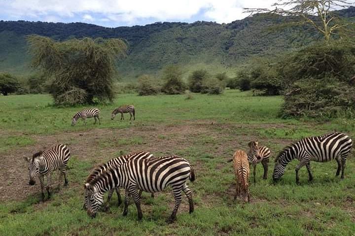 5 Days Tanzanis Safari - Tarangire, Serengeti, Ngorongoro, Manyara image