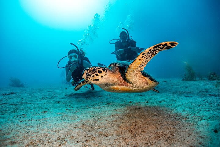 2 Dives for Certified Divers in Fujairah with lunch & transfer image