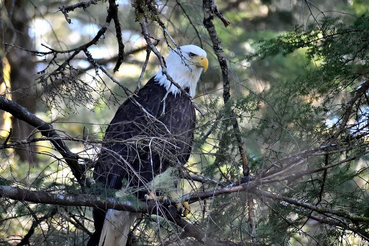 Simply Amazing Sitka Tour: Fortress of the Bear, Alaska Raptor, & Totems image