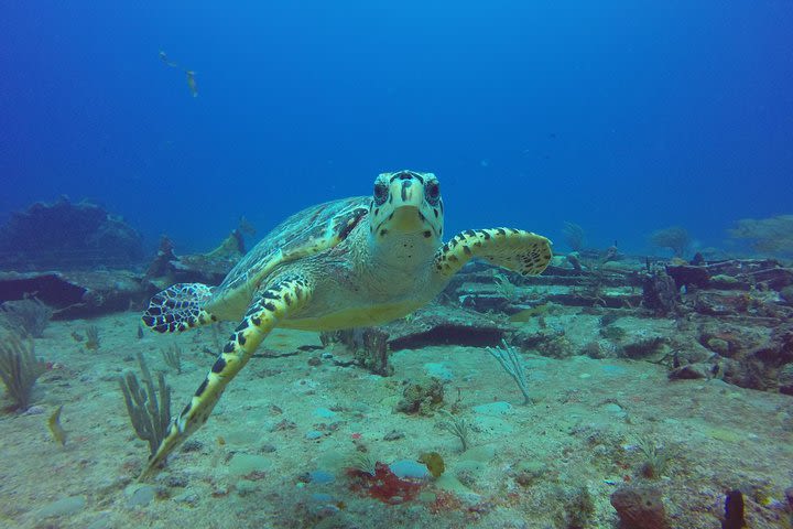 Sand Dollar Half Day Snorkel Trip image