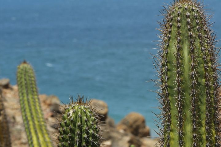 Cabo UTV Tour with Tequila Tasting & Mexican Buffet image