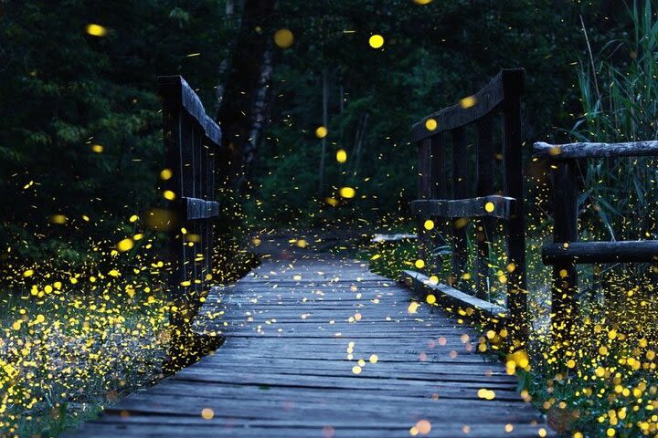 Fireflies Sanctuary Tour in Tlaxcala image