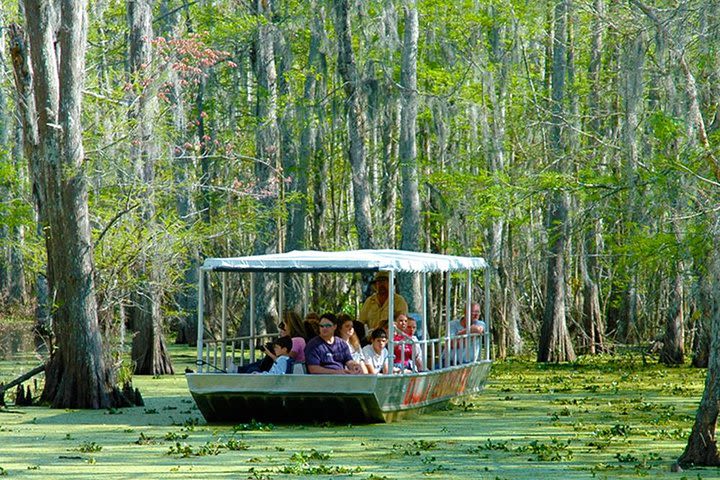 New Orleans Swamp and Bayou Boat Tour image