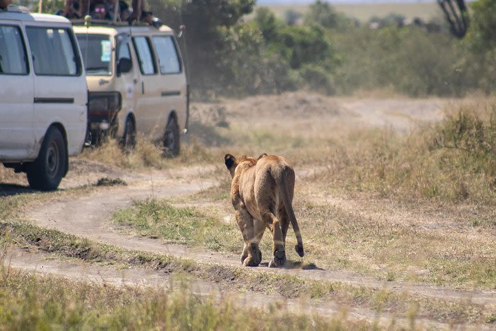 10 Days 9Nights Nairobi/ Tsavo/ Amboseli/ L.Naivasha/L.Nakuru/ Masai Mara Safari image