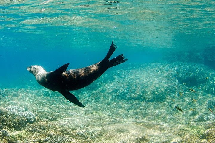 Snorkel in the Sea of Cortez image