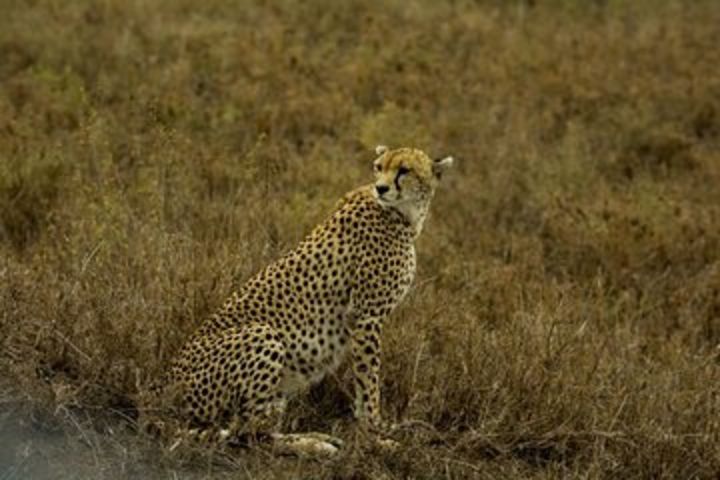 4 Days Group Joining Camping Safari to Tarangire Serengeti Ngorongoro Crater image