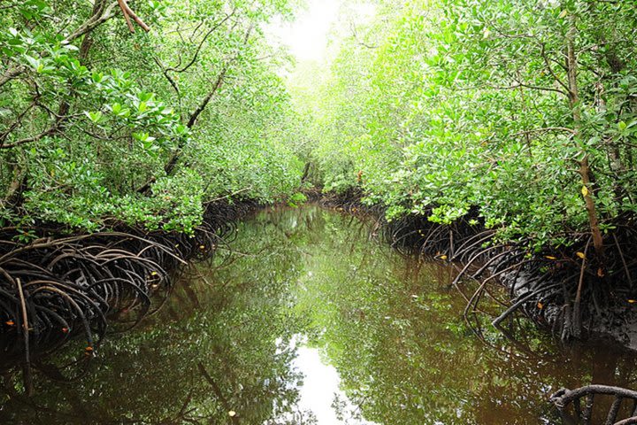 Jozani Forest, Village Tour and Mtende Beach Zanzibar image