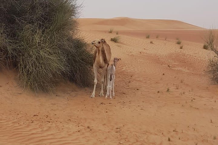 Morning Desert Safari with Camel Rides, Sand Boards and Dune Bashing image