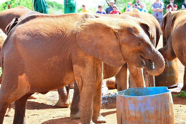 Day Trip to Elephant Orphanage Giraffe Center And Bomas of Kenya image