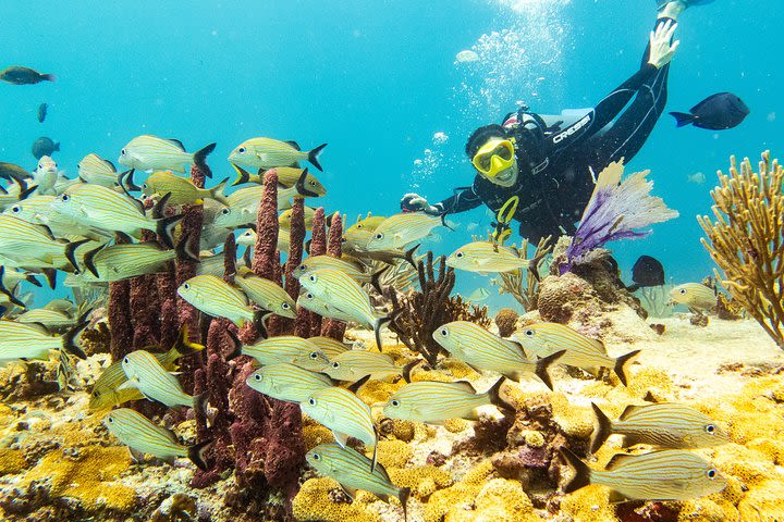 Half-Day Scuba Diving in Playa del Carmen for Small-Group image