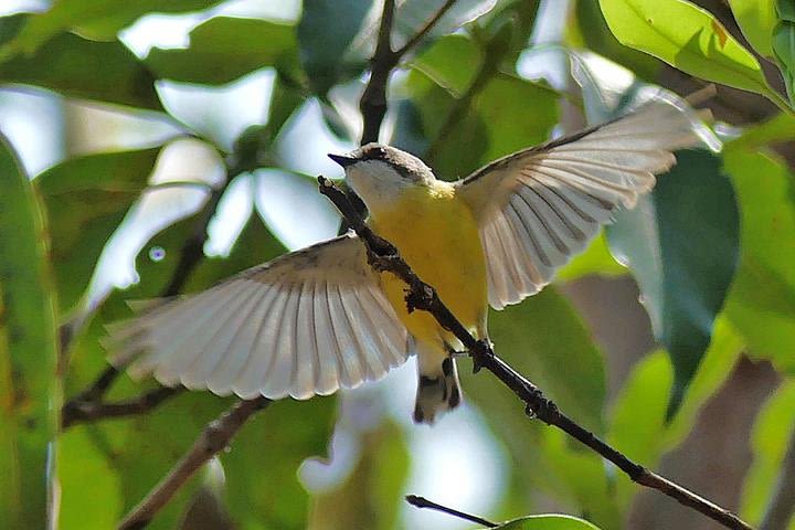 Birdwatching and Wildlife Noosa Biosphere Full-Day Experience image