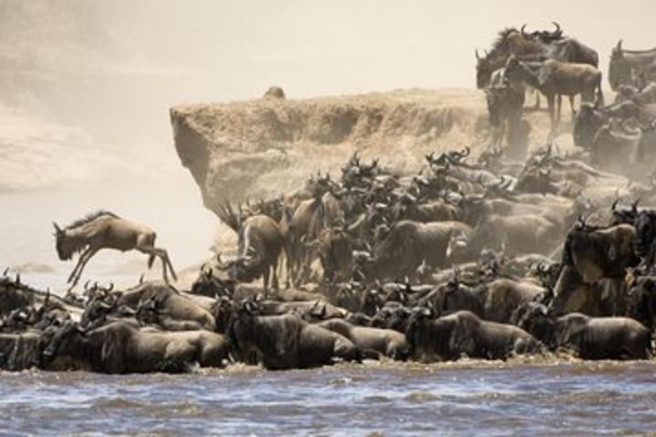 5 days Wildebeest Migration in Serengeti image