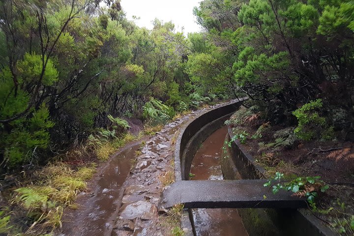 Private Guided Walk Levada Alecrim  image